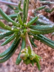 Pharnaceum dichotomum