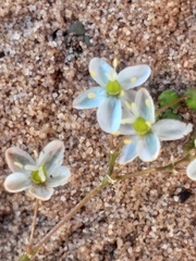 Pharnaceum dichotomum