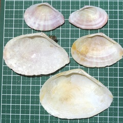 Tellinella virgata