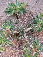 Pharnaceum dichotomum