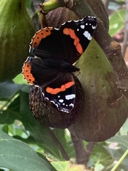 Vanessa atalanta