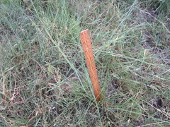 Urochloa polystachya