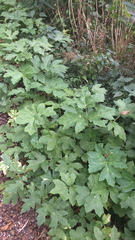 Heracleum sosnowskyi