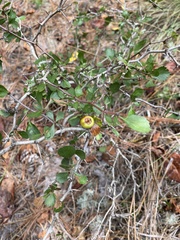 Crataegus munda