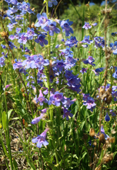 Penstemon virens