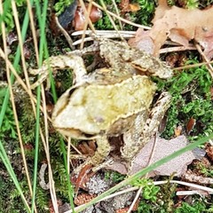 Rana temporaria