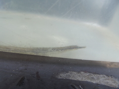 Syngnathus temminckii