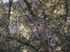 Curruca subcoerulea subcoerulea