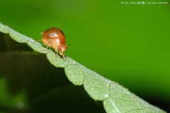 Celyphus difficilis