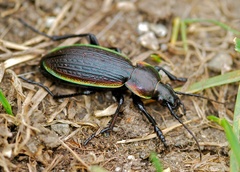 Carabus monilis