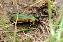 Carabus monilis
