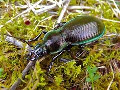 Carabus monilis