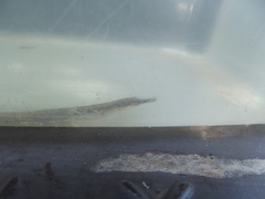 Syngnathus temminckii