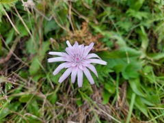 Scorzonera rosea