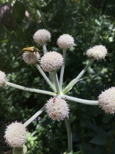 iNaturalist observation photo of False Flower Beetle