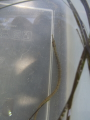 Syngnathus temminckii