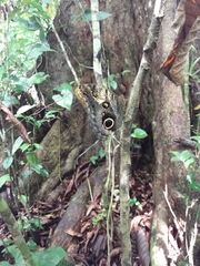 Caligo telamonius memnon