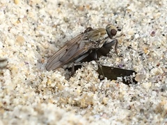 Hydrophorinae