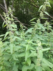 Urtica dioica