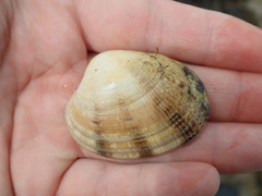 Ruditapes philippinarum