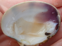 Ruditapes philippinarum