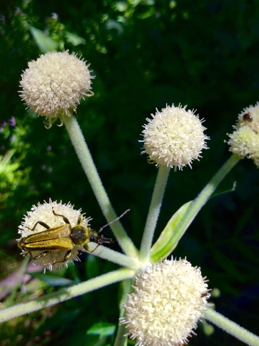 iNaturalist observation photo of Yellow Velvet Beetle