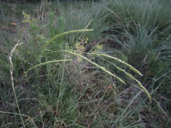 Urochloa polystachya