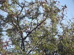 Curruca subcoerulea subcoerulea