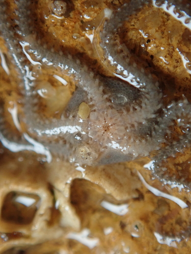 Dwarf Brittle Star, photo 8 of 8
