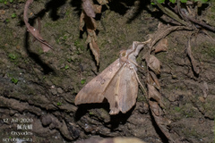 Oxyodes scrobiculata
