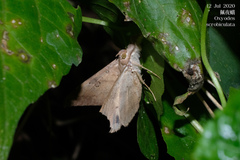 Oxyodes scrobiculata