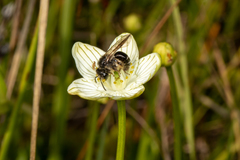 Andrena parnassiae