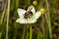Andrena parnassiae