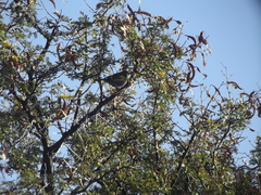 Curruca subcoerulea subcoerulea