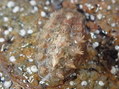 Acanthochitona crinita