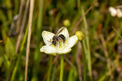 Andrena parnassiae