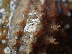 Acanthochitona crinita