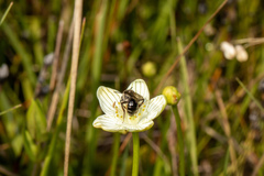 Andrena parnassiae