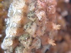 Acanthochitona crinita