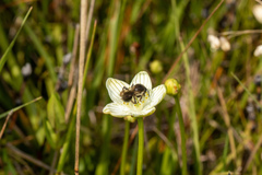 Andrena parnassiae