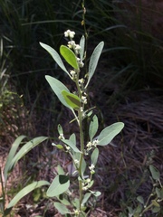 Chenopodium atrovirens