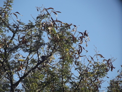 Curruca subcoerulea subcoerulea