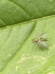 Condylostylus caudatus