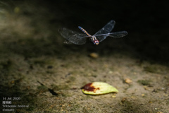 Trithemis festiva