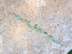 Chenopodium atrovirens