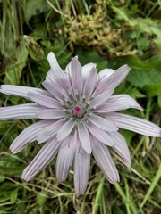 Scorzonera rosea