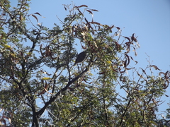 Curruca subcoerulea subcoerulea