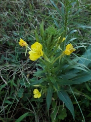 Oenothera biennis