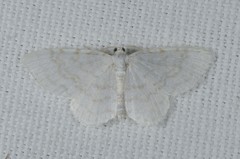 Asthena albulata