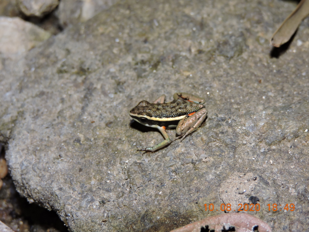 Goiás Poison Frog